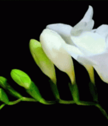 Beam Me Up Scotty Gay Porn 61637668cf27a.gif