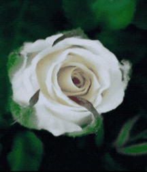 Beam Me Up Scotty Gay Porn 61637aeb81d44.gif