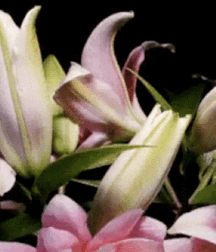 Beam Me Up Scotty Gay Porn 61637b203425f.gif