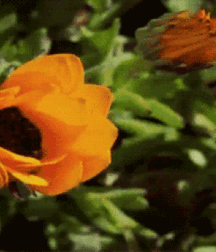 Beam Me Up Scotty Gay Porn 61637db272ec6.gif