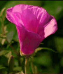 Beam Me Up Scotty Gay Porn 61637dde2e702.gif