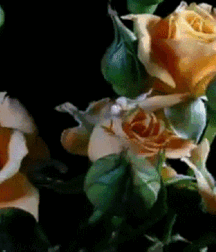 Beam Me Up Scotty Gay Porn 61637e2d04a77.gif