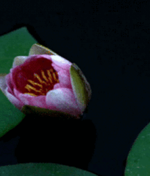 Beam Me Up Scotty Gay Porn 6163808934090.gif