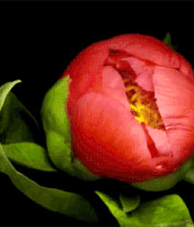 Beam Me Up Scotty Gay Porn 6163809f4fb1c.gif