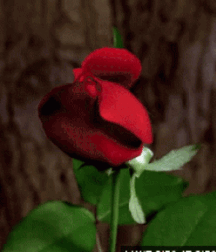 Beam Me Up Scotty Gay Porn 616380a8613c1.gif