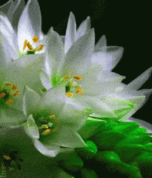 Beam Me Up Scotty Gay Porn 616380e27ddf2.gif
