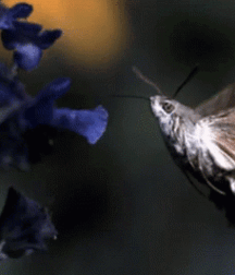 Forest Fuck Gay Porn Videos 617de5e2243cf.gif