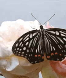 Not A Meatless Monday Twink Tube 61808777c537f.gif