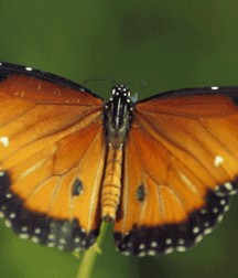 Not A Meatless Monday Twink Tube 61808f6b7001c.gif