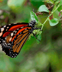 Not A Meatless Monday Twink Tube 61808f6d7fccb.gif