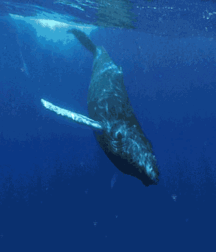 Elephant Walk Gay Porn 618709a8655e3.gif