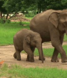 Elephant Walk Gay Porn 61870aafad323.gif