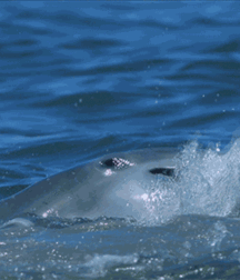 Elephant Walk Gay Porn 61870f038bb81.gif