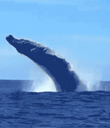 Elephant Walk Gay Porn 6187114e97716.gif