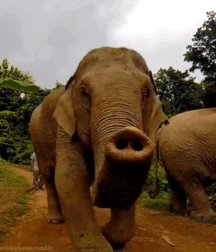 Elephant Walk Gay Porn 618711517503d.gif