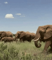 Elephant Walk Gay Porn 6187161480747.gif