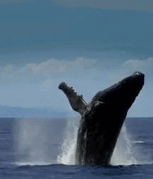 Elephant Walk Gay Porn 61871b73c4368.gif