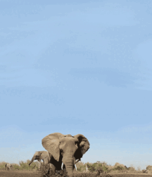 Elephant Walk Gay Porn 61871b75efae3.gif