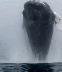 Elephant Walk Gay Porn 61871ea43845b.gif
