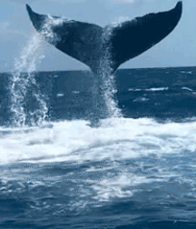 Elephant Walk Gay Porn 618723acc33be.gif