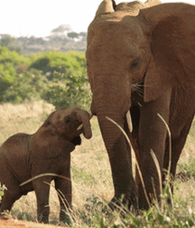 Elephant Walk Gay Porn 618723afc1bf8.gif