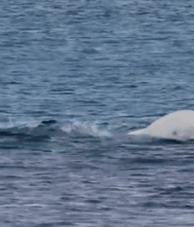 Elephant Walk Gay Porn 6187269e3ffd4.gif