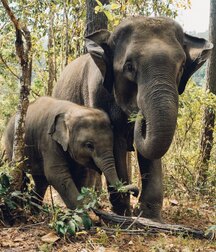 Elephant Walk Gay Porn 618726a067d91.jpg