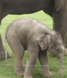 Elephant Walk Gay Porn 61872796532d7.gif