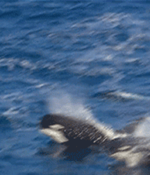 Elephant Walk Gay Porn 618729f12bcc2.gif