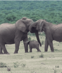 Elephant Walk Gay Porn 618729f593915.gif