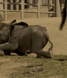 Elephant Walk Gay Porn 61872cc716030.gif