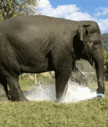 Elephant Walk Gay Porn 61872cca00eca.gif