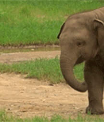 Elephant Walk Gay Porn 618730484c457.gif