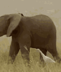 Elephant Walk Gay Porn 61873305c2ac8.gif