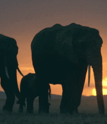 Elephant Walk Gay Porn 618735678fd56.gif