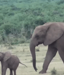 Elephant Walk Gay Porn 6187356a5d395.gif