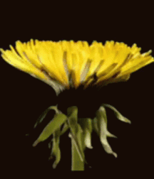 Junge Schwänze pt 1 6195aa6776c50.gif