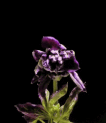 Junge Schwänze pt 1 6195b2e9d7d5c.gif