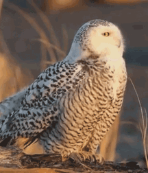 Junge Schwänze pt 1 6195b7d4c2f59.gif