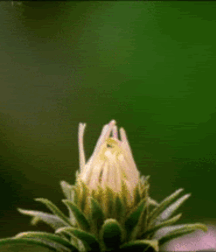 Junge Schwänze pt 1 6195c09dbfe47.gif