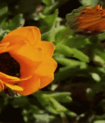 Junge Schwänzegay porn 6199aeedd0981.gif