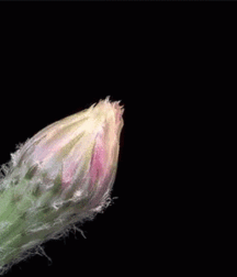 Junge Schwänzegay porn 6199b76737bb0.gif