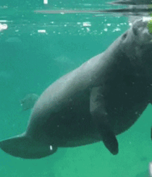 Not A Meatless Monday boys porn 61aeb384c1108.gif