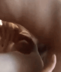 Not A Meatless Monday boys porn 61aeb6f65af6d.gif