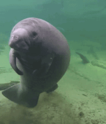 Not A Meatless Monday boys porn 61aeb6fdba086.gif