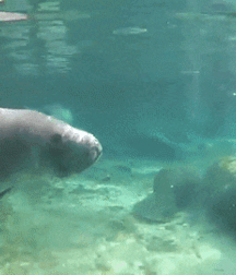 Not A Meatless Monday boys porn 61aebd07ae6f5.gif