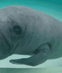Not A Meatless Monday boys porn 61aebfe847d07.gif