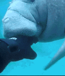 Not A Meatless Monday boys porn 61aec5ddcea8e.gif