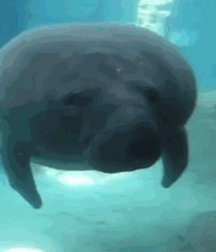 Not A Meatless Monday boys porn 61aec9374472c.gif