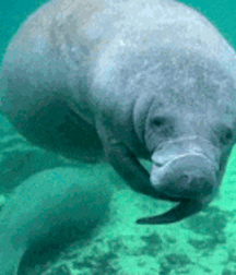 Not A Meatless Monday boys porn 61aecae4984cc.gif